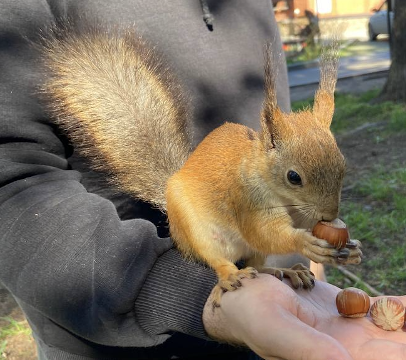 A cute photo of Scratchy the squirrel